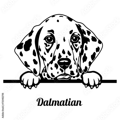 Peeking Dalmatian - Dog Breed - Pet Vector Portrait, Dog Silhouette Stencil - Cricut file EPS