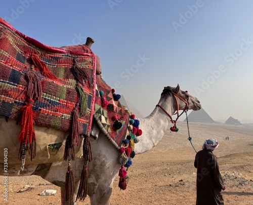Kamel bei den Pyramiden von Giseh
