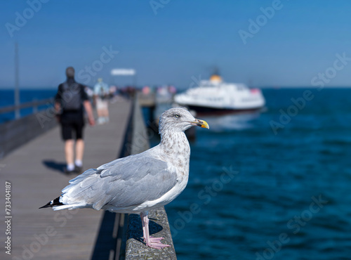 Junge Möwe auf der Seebrücke von Binz mit einem Ausflugsschiff und Touristen im Hintergrund