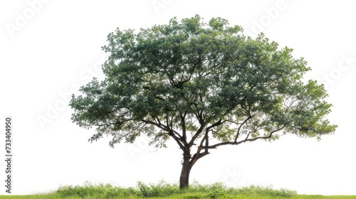 wide green tree isolated on white background