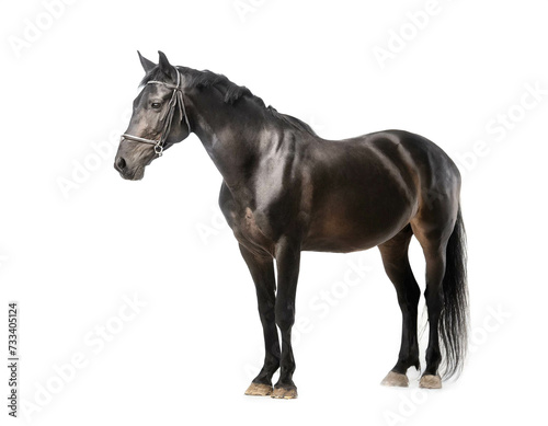 Schwarzes Pferd isoliert auf weißen Hintergrund, Freisteller 