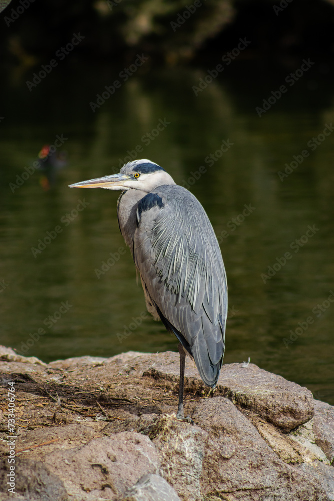 Fototapeta premium Heron bird resting on a rock in the middle of the lake