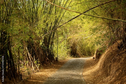 Dirty road in rural area with bamboo trees forming a green tunnel. Nature with lush leaves in vibrant sun light