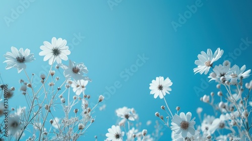 a bunch of white flowers with a blue sky in the backgrounnd of the picture in the backgrounnd of the picture is a bunch of white flowers with a blue sky in the background. © Anna
