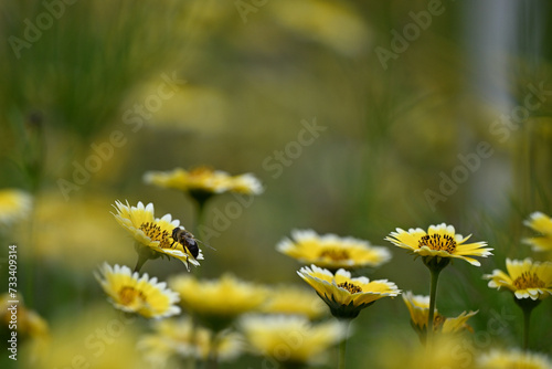 Abeille butine une fleur dans une prairie fleurie  photo