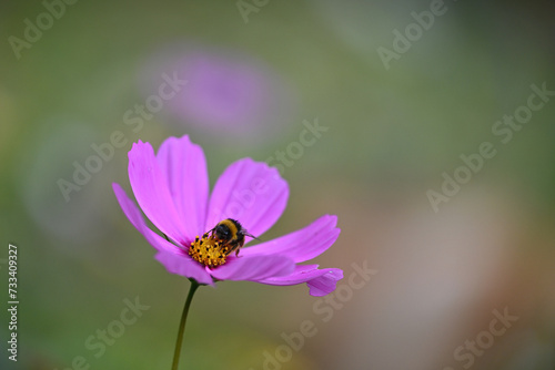 Insecte qui butine une fleur colorée dans une prairie fleurie © Thierry