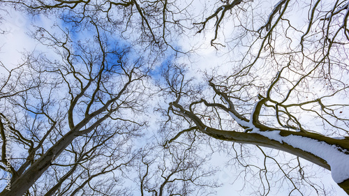 Looking up into treetops with blue sky and white clouds.