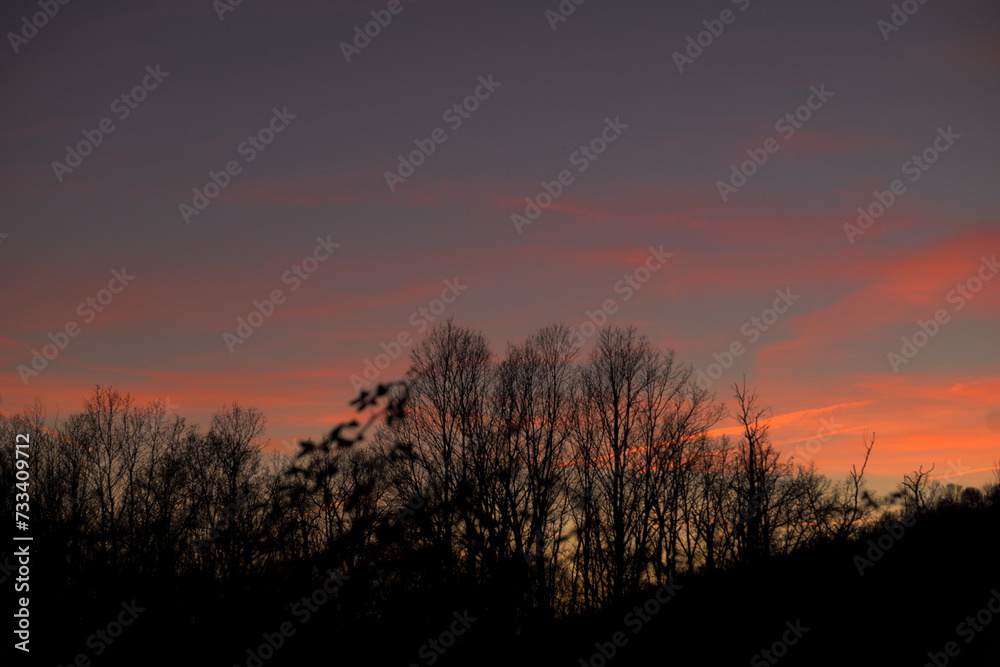 Silhouette of leafless trees in winter with orange sunset sky horizontally