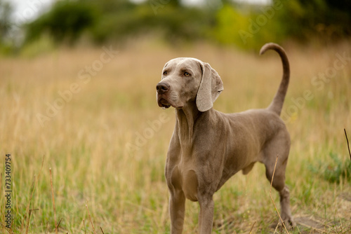 Weimaraner on the hunt. Breeding hunting dogs.