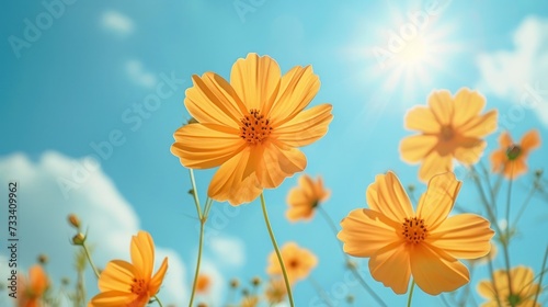  a field of yellow flowers with the sun shining through the clouds in the sky in the background is a blue sky with a few clouds and a few yellow flowers in the foreground. © Anna