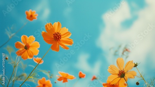  a field of yellow flowers with a blue sky in the backgrounnd with clouds in the backgrounnd with blue sky in the backgrounnd. © Anna
