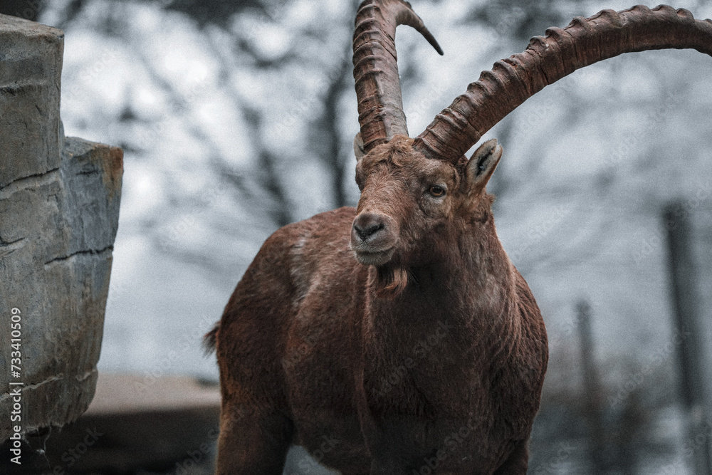 Fototapeta premium portrait of a capricorn ibex in the swiss mountains, zoo