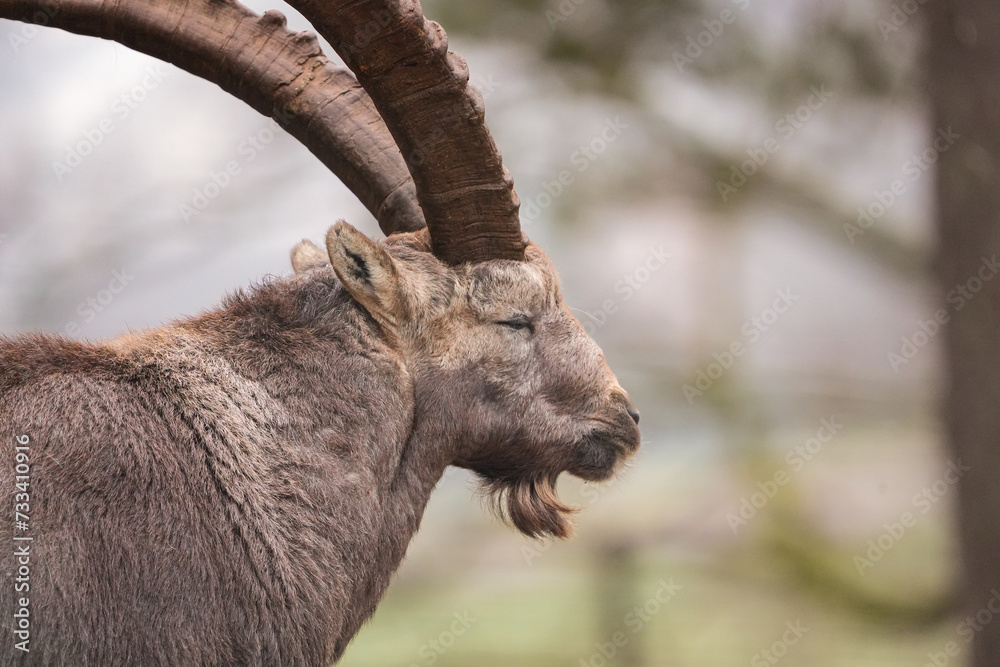 portrait of a capricorn ibex in the swiss mountains, zoo portrait of a capricorn ibex in the swiss mountains, zoo