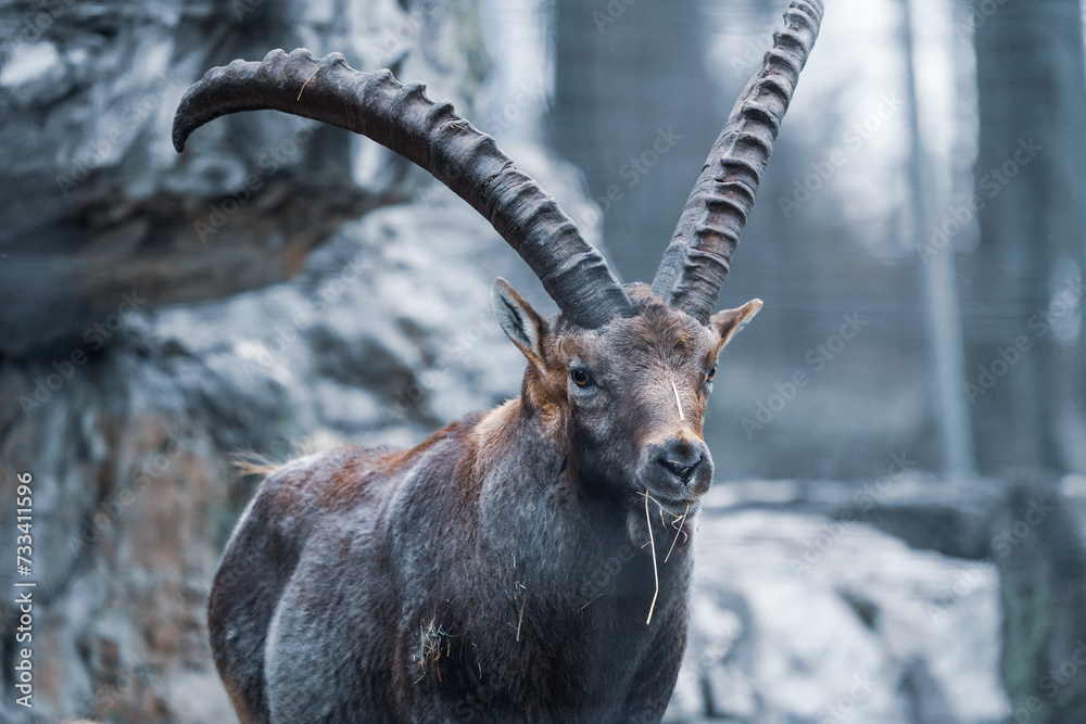portrait of an Ibex, swiss capricorn in the zoo with huge horns portrait of an Ibex, swiss capricorn in the zoo with huge horns