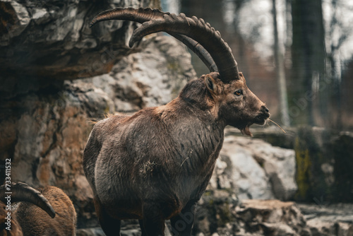 portrait of an Ibex, swiss capricorn in the zoo with huge horns