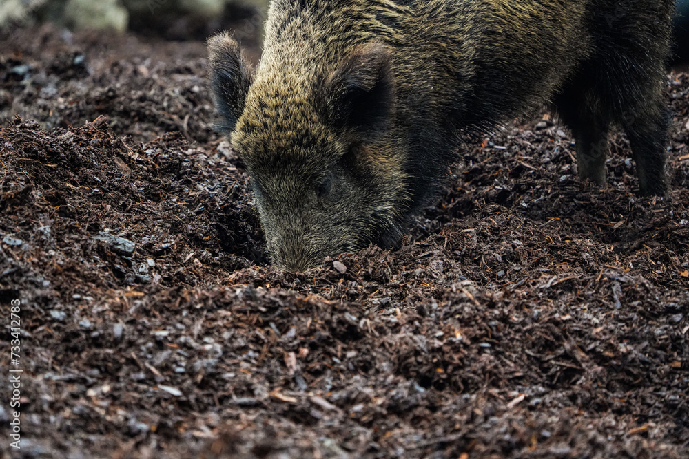 wild boar in the woods, tierpark langenberg, takin in the zoo wild boar in the woods, tierpark langenberg, takin in the zoo
