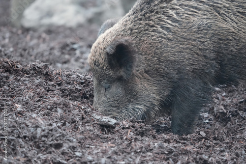 wild boar in the woods, tierpark langenberg, takin in the zoo