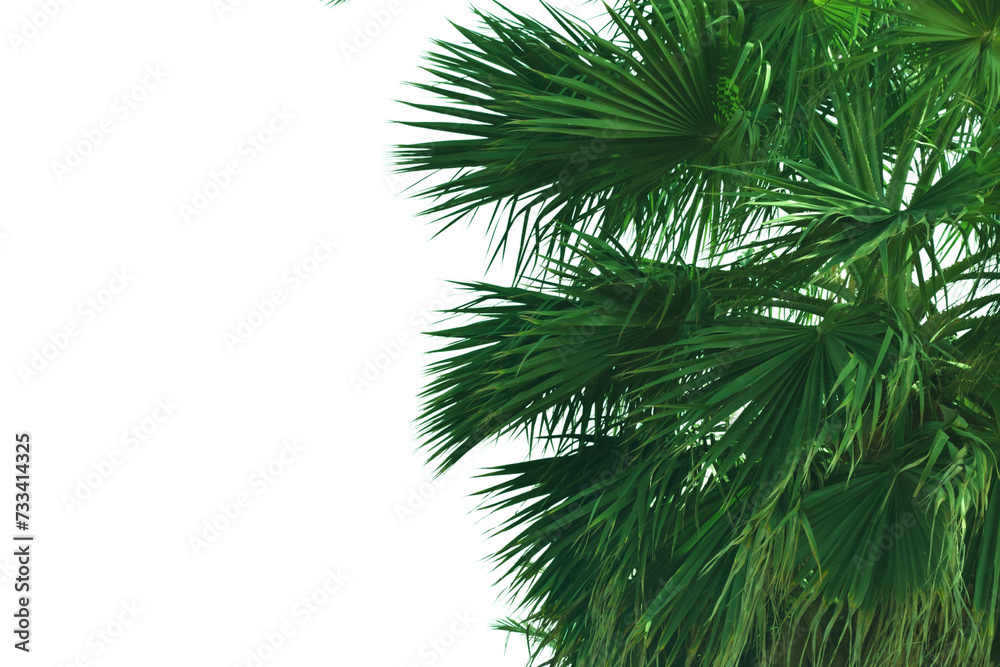 close up Washington's palm leaf isolated on white. natural tropical green branches. green exotic tropical palm for summer background
