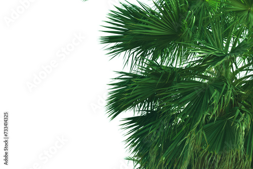 close up Washington's palm leaf isolated on white. natural tropical green branches. green exotic tropical palm for summer background 