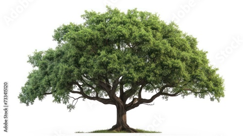 Big oak tree isolated on a white background