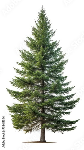 spruce tree isolated on a white a background