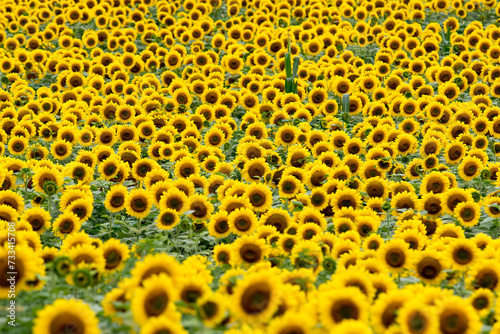 A Field of Sunflowers Filling the Frame