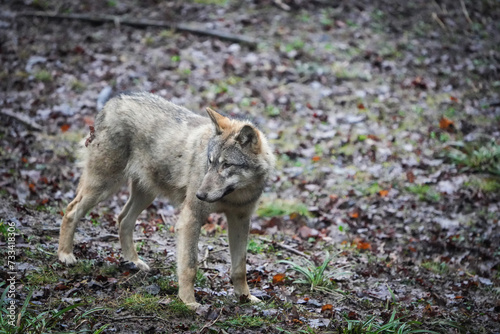 gray wolf lupus standing in the woods