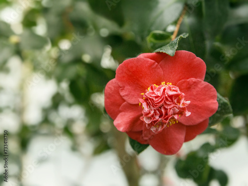 Pink camellia flower on the branch © gannusya