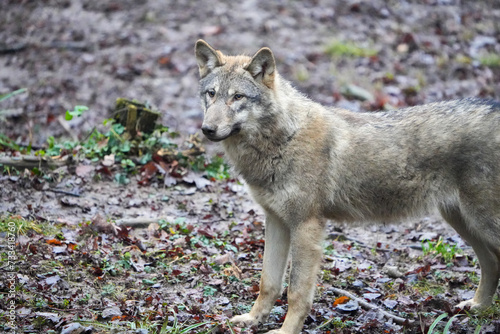 gray wolf canis lupus