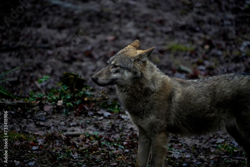 gray wolf canis lupus