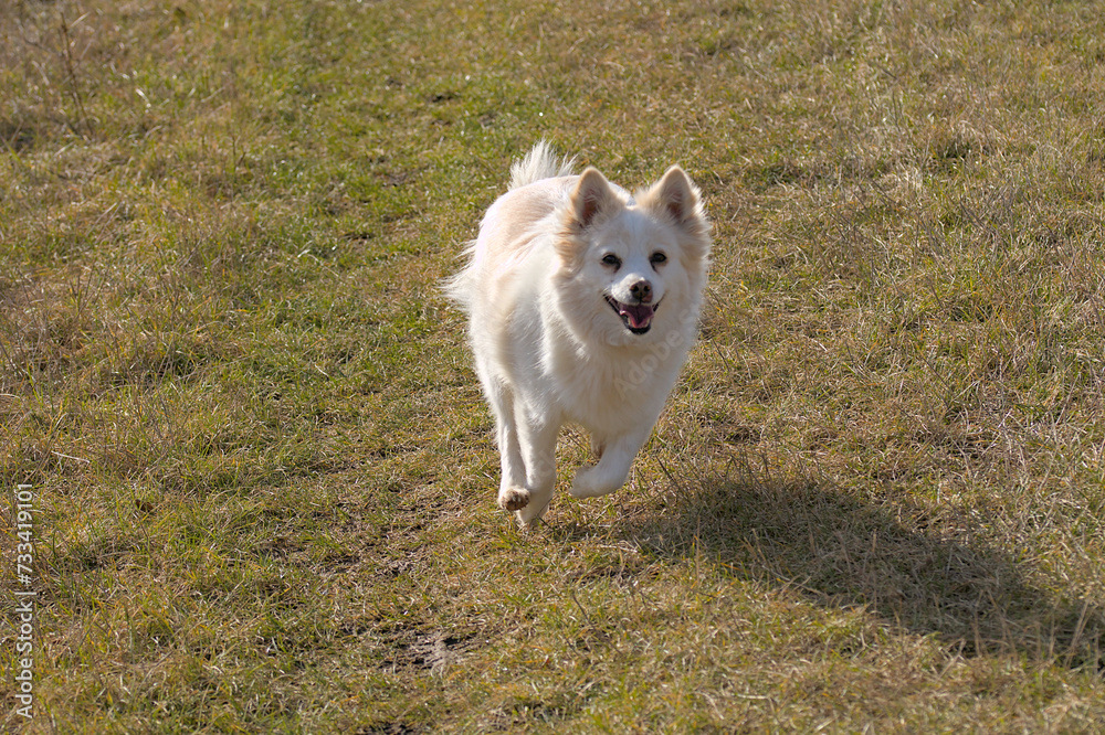 white dog running on the meadow white dog running on the meadow