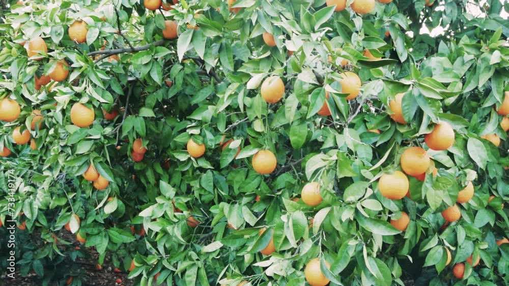 Juicy oranges thrive in a sunlit orange orchard lush scenery of an orange orchard in bloom serene orange orchard with ripe fruit dangling from trees Juicy oranges thrive in a sunlit orange orchard lush scenery of an orange orchard in bloom serene orange orchard with ripe fruit dangling from trees