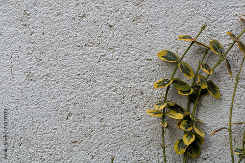 green yellow climbing plant on concrete wall
​