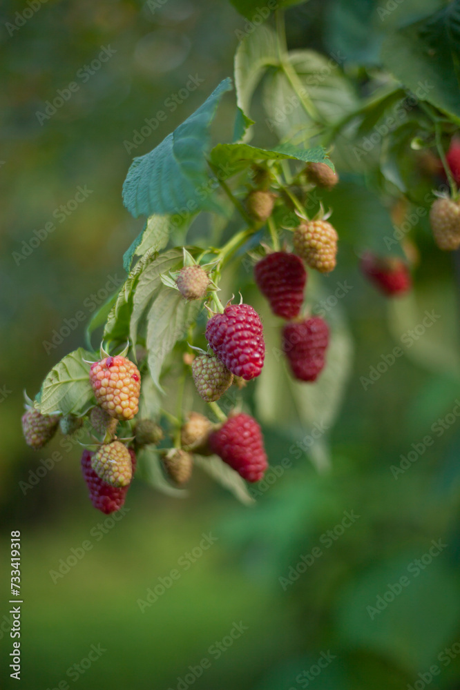 Raspberry fruit ready for harvest - delicious soft berries in the kitchen garden. Raspberry fruit ready for harvest - delicious soft berries in the kitchen garden.