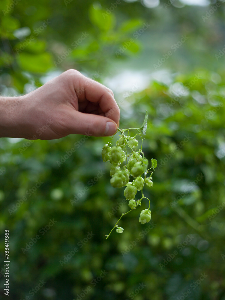 Green hop cones - Humulus Lupus - collected in the vegetable and medicinal garden - an important ingredient of craft beer production. Green hop cones - Humulus Lupus - collected in the vegetable and medicinal garden - an important ingredient of craft beer production.