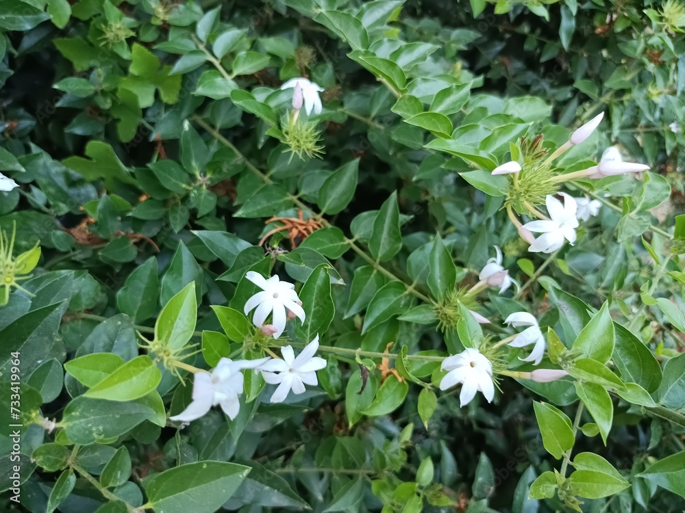 Jasminum subtriplinerve is a species of jasmine, in the family Oleaceae. Its leaves are used as a medicinal drink in Vietnam. Jasminum subtriplinerve is a species of jasmine, in the family Oleaceae. Its leaves are used as a medicinal drink in Vietnam.