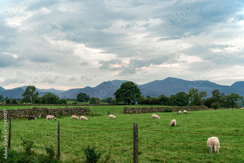 Sheep grazing near Castle Rigg Stone Circle in the Lake District photo