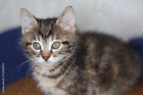 Portrait of funny beautiful small baby kitten. home background. Breed Kurilian bobtail