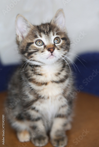 Cute and funny striped domestic kitty looking, home pet. Close up. Pet at home concept. Portrait close up beautiful kitty,marble pattern, Kurilian bobtail breed