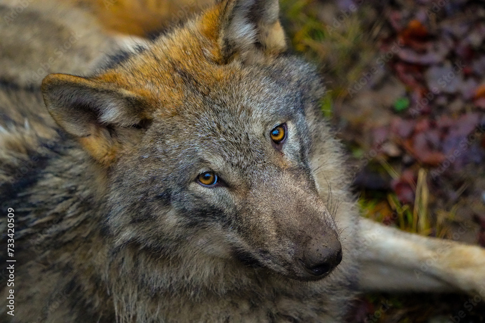 close up of a wolf face, wildlife portrait, taken in Tierpark Langerberg, Switzerland, Swiss. wolf head portrat