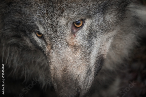 close up of a wolf face, wildlife portrait, taken in Tierpark Langerberg, Switzerland, Swiss. wolf head portrat photo