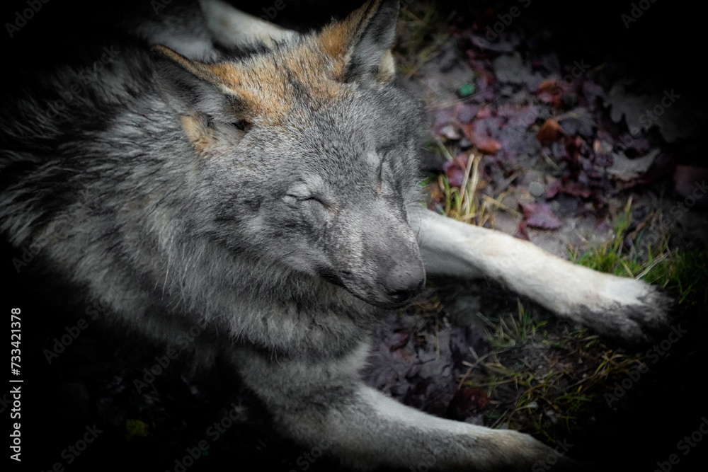Fototapeta premium headshot of a european grey wolf in the woods