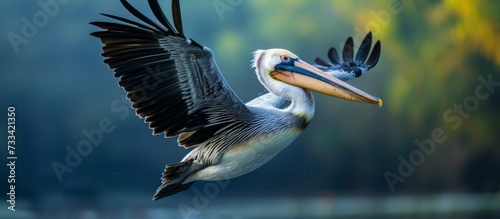 Slow Pan of Majestic Pelican Flying Towards Camera photo