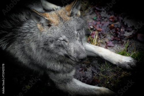 headshot of a european grey wolf in the woods