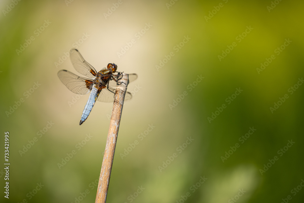 Male broad-bodied chaser dragonfly, with vivid blue body and green eyes. Its Latin name is Libellula depressa