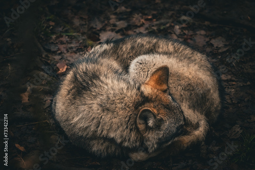 portrait of a curled up sleeping euorpean alpha wolf photo