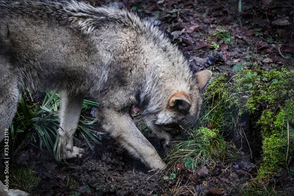 portrait of a european wolf digging for food portrait of a european wolf digging for food