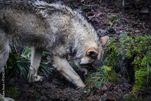 portrait of a european wolf digging for food