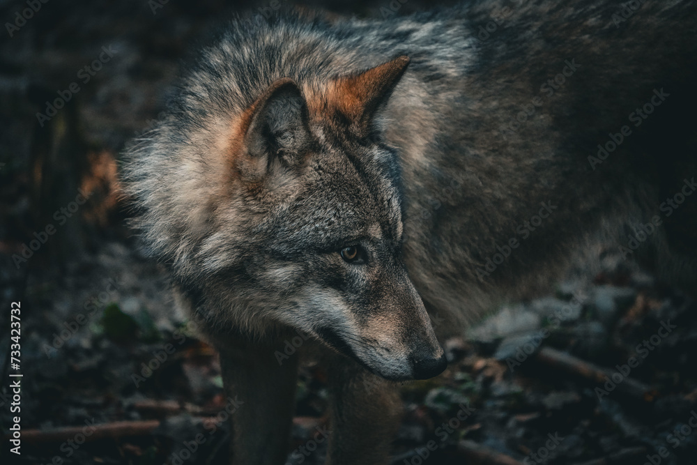gray wolf lupus headshot portrait of a wolf 