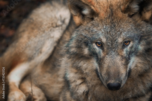close up of a wolf head, wolf portrait, dramatic lighting